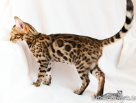 Bengal Katze Hessen